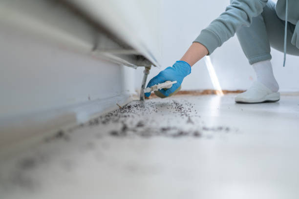Best Spider Control Near Me  in Clinton, NY